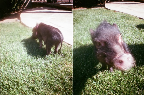 "mini pig in grass"