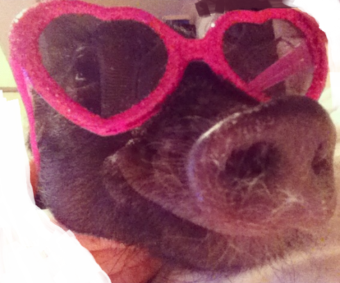 "mini pig wearing sunglasses"