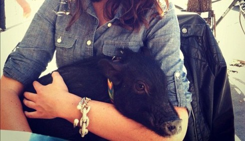 "Mini pig in lap"